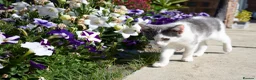Mixed Breed cats for sale: Affectionate, Playful Ragdoll Cross Kittens - Advert 24