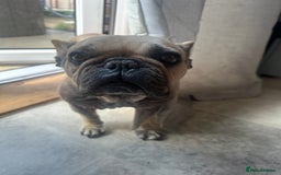 French Bulldog dogs for sale: French bulldog  - Image 3