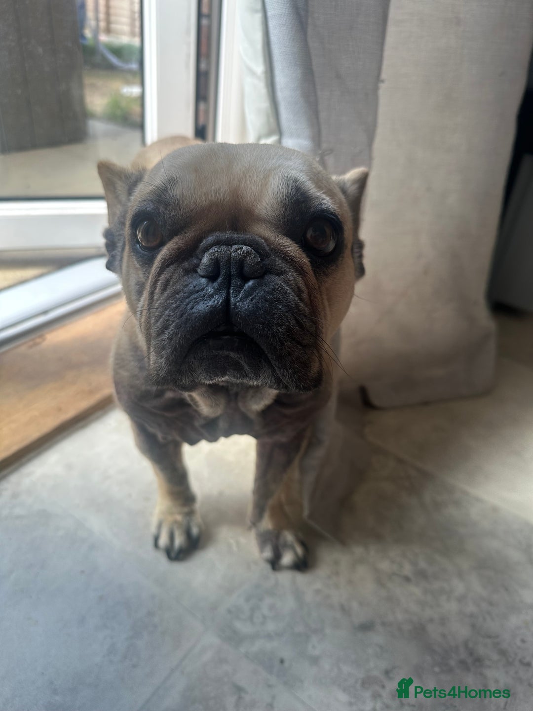 French Bulldog dogs for sale: French bulldog  - Image 3