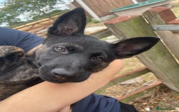 Mixed Breed dogs for sale: 15 week old german shepherd dutch herder cross - Image 4