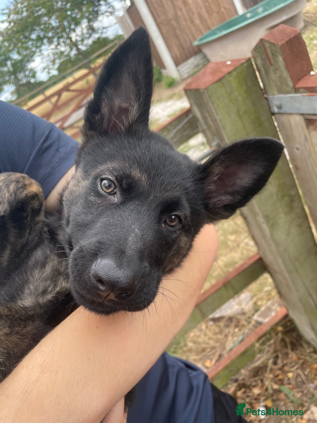 Mixed Breed dogs for sale: 15 week old german shepherd dutch herder cross - Image 4