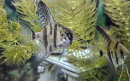 Angelfish fish for sale: All fish 100£ - Image 17