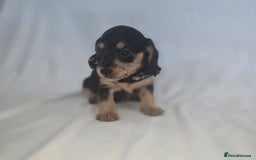 Doxiepoo dogs for sale: Adorable PRA clear daxipoos hypoallergenic  - Image 6