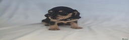 Doxiepoo dogs for sale: READY NOW  PRA clear daxipoos hypoallergenic  - Advert 6