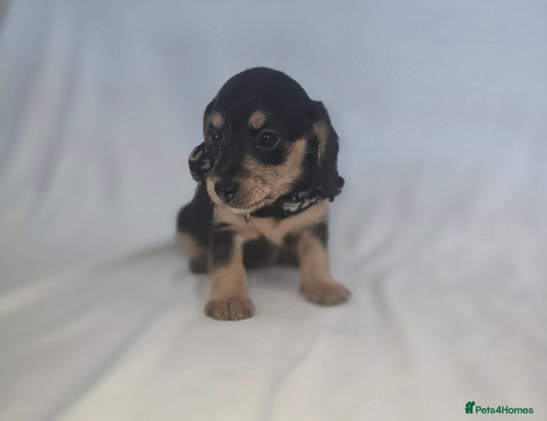 Doxiepoo dogs for sale: Adorable PRA clear daxipoos hypoallergenic  - Image 6