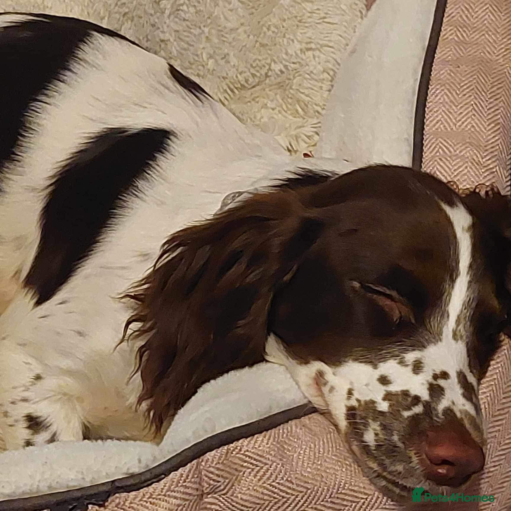 Cocker Spaniel dogs 3year old Cocker spaniel  - Advert 1