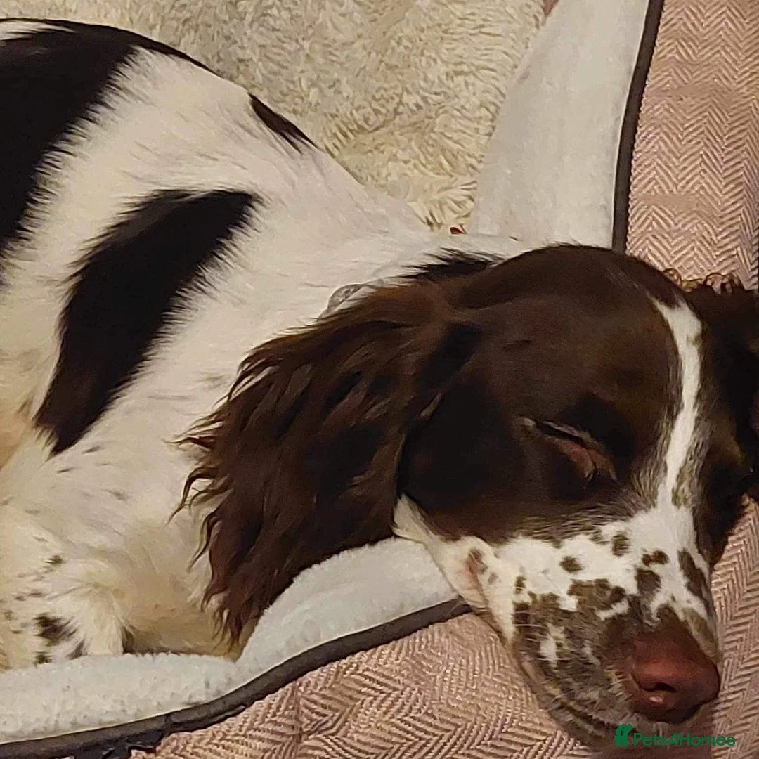 Cocker Spaniel dogs for sale: 3year old Cocker spaniel  - Advert 1