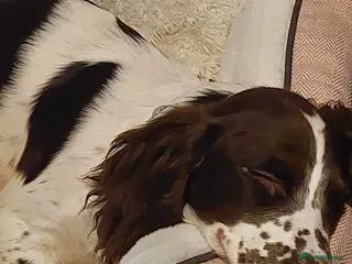 Cocker Spaniel dogs 3year old Cocker spaniel - Advert 1