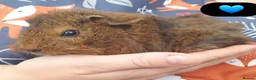 Guinea Pig rodents for sale: Beautiful guinea pigs - Advert 4