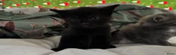 Domestic Shorthair cats for sale: beautiful babies looking for their forever home 🐱 - Advert 4