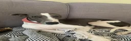 Whippet dogs for sale: KC registered Whippet puppies in Billingshurst - Advert 3
