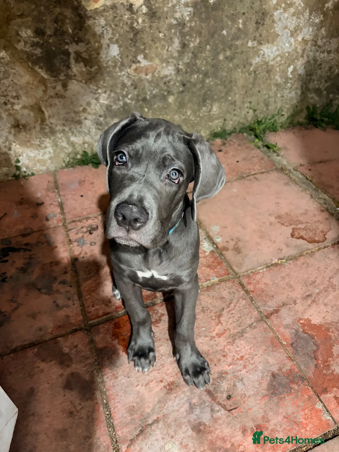 Cane Corso dogs for sale: Shadow  - Advert 12
