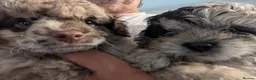 Pomapoo dogs for sale: 2 Beautiful Mottled Pomapoo Pups 1 Female 1. Male - Advert 11