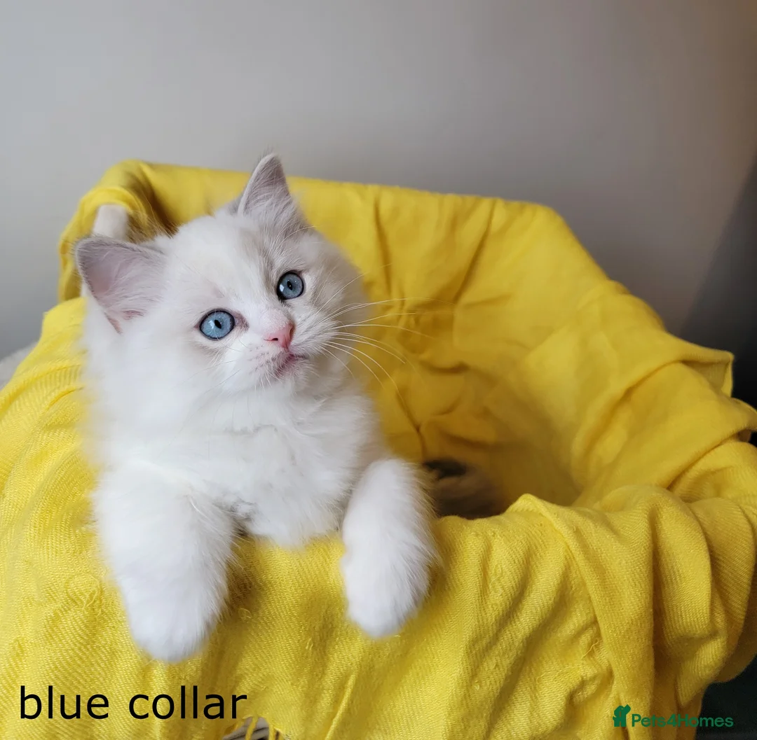 Ragdoll cats for sale: 😸Fully GCCF Certified Pedigree Ragdoll kittens💕 - Advert 17