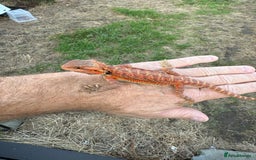 Bearded Dragon reptiles for sale: Bearded Dragon. Red Monster line Tiger Stripe - Image 8