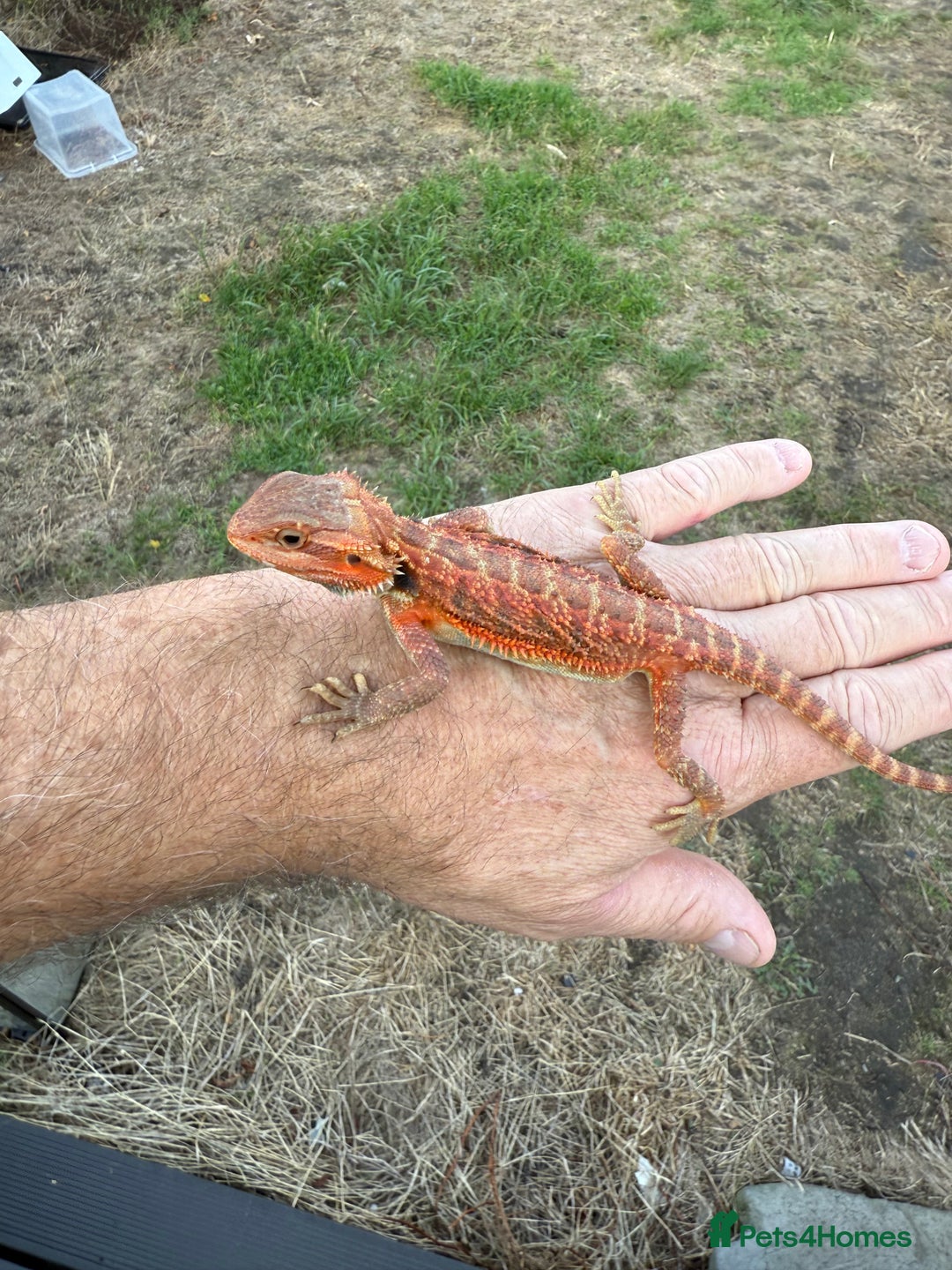 Bearded Dragon reptiles for sale: Bearded Dragon. Red Monster line Tiger Stripe - Image 8