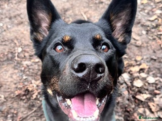 Rottweiler dogs in Leicester - Advert 1