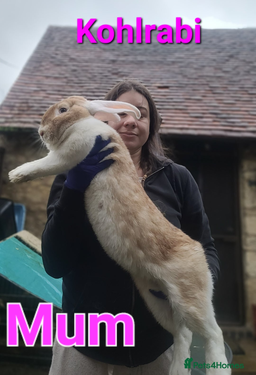 Continental Giant rabbits for sale: Pure Continental Giant Vaccinated  - Advert 16