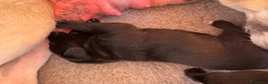 Mixed Breed 8