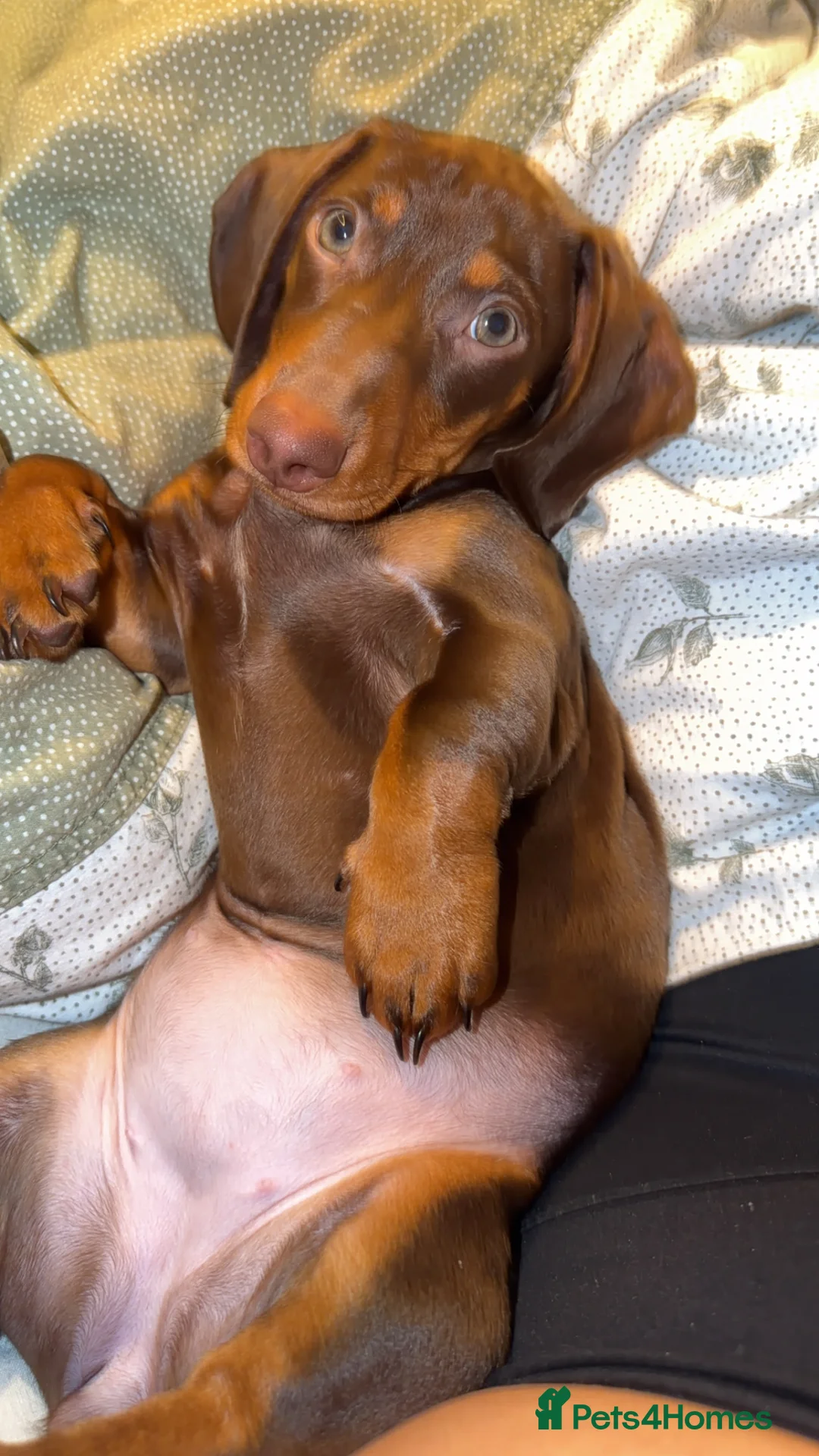 Miniature Dachshund dogs for sale: Miniature dachsund - Advert 2