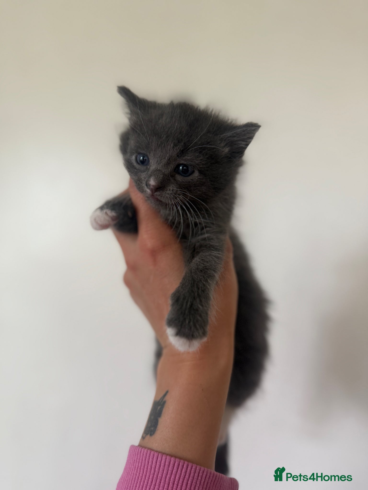 Mixed Breed cats Three girls one boy ❤️ - Advert 12
