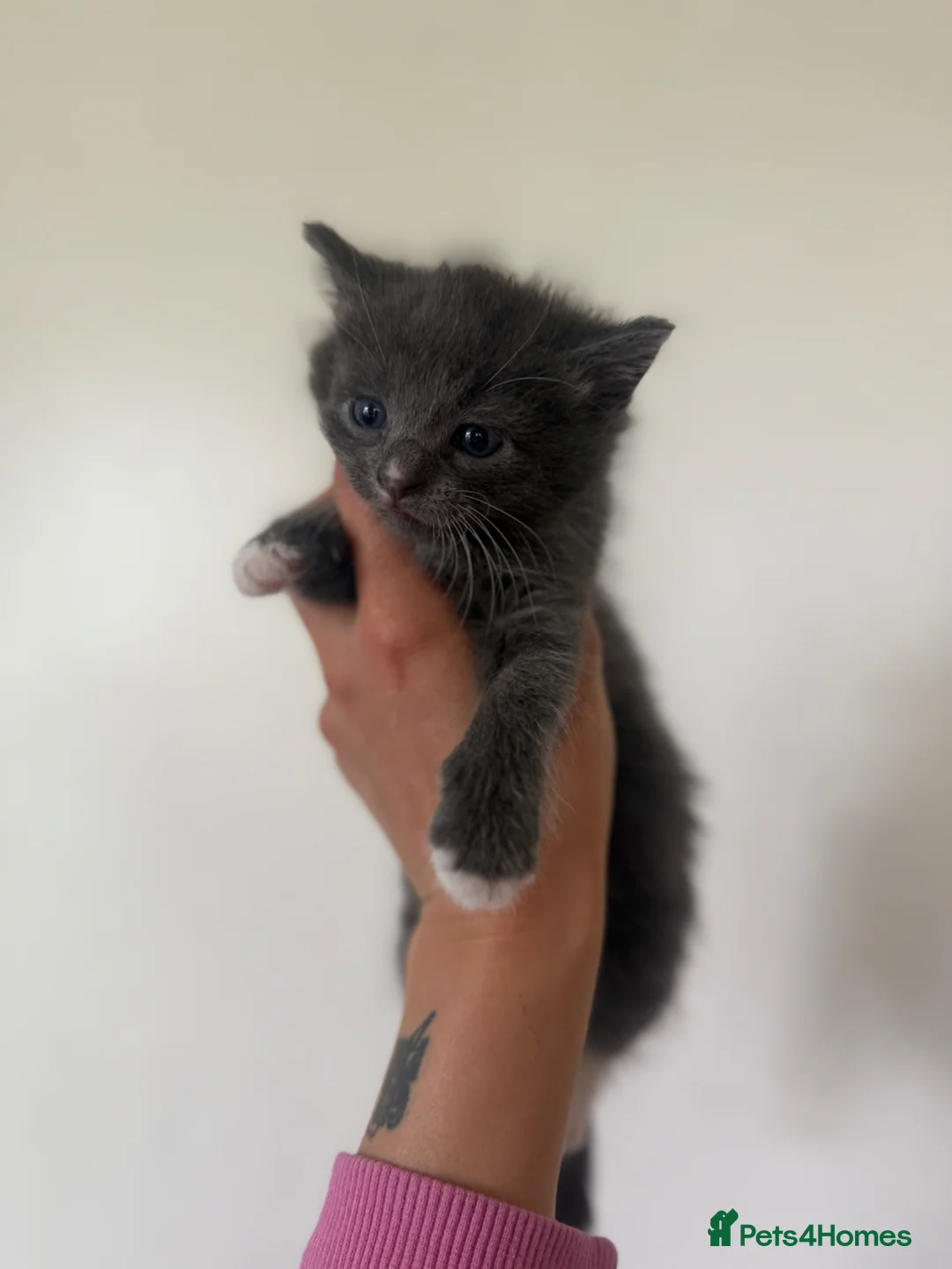 Mixed Breed cats for sale: Three girls two boys - Advert 1
