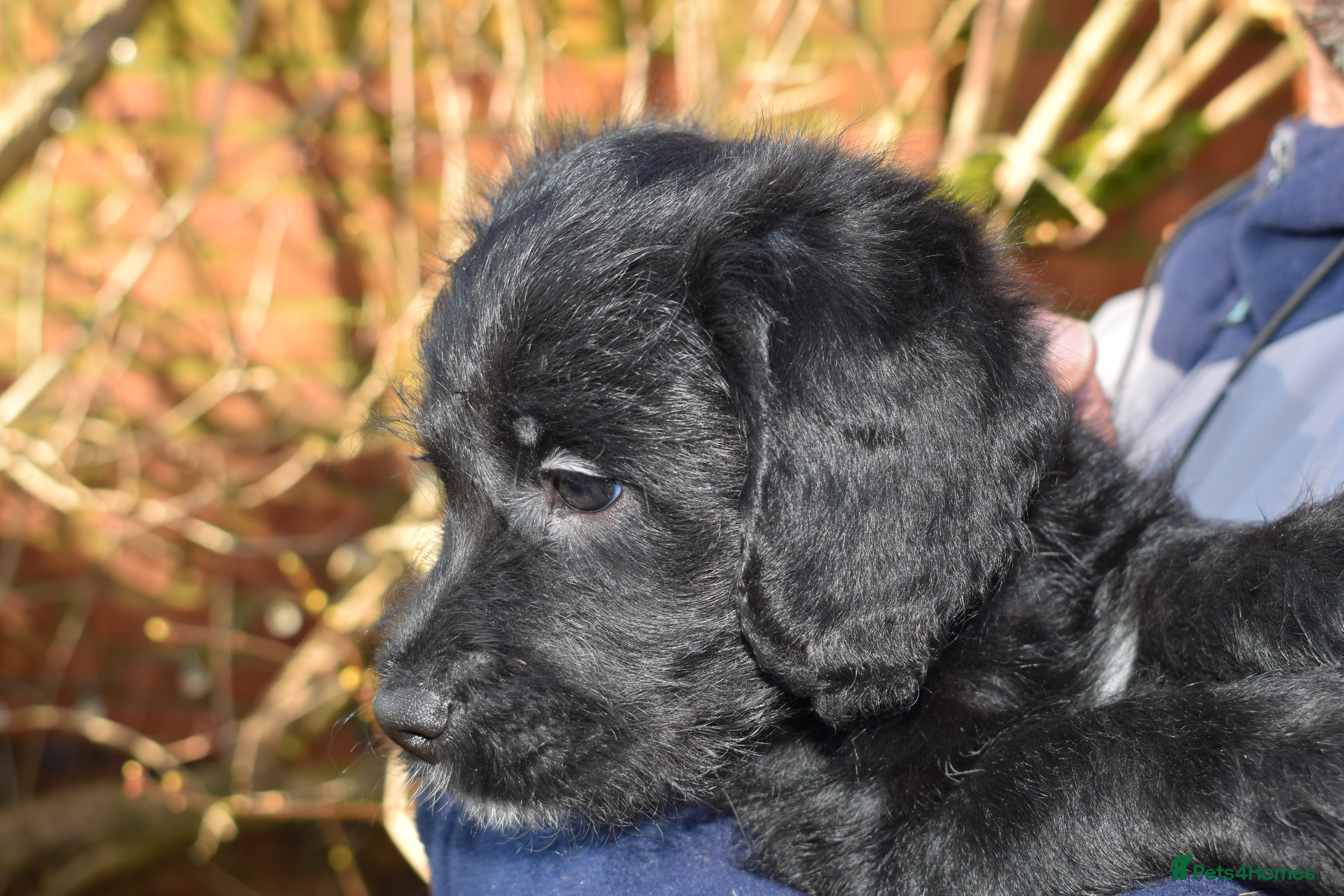 Mixed Breed dogs 🌸Exceptional Australian Labradoodle🌸 - Advert 12