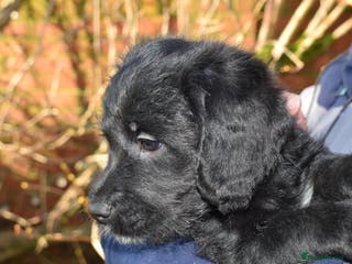 Mixed Breed dogs 🌸Exceptional Australian Labradoodle🌸 - Advert 12