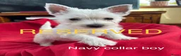 West Highland Terrier dogs for sale: Beautiful West highland puppies for sale - Advert 5