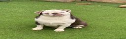 Pug dogs for sale: Kc Lilac tan panda male  - Advert 10