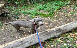 Labrador Retriever dogs for sale: Male labrador  - Image 1