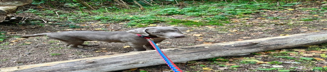 Labrador Retriever Puppy 1