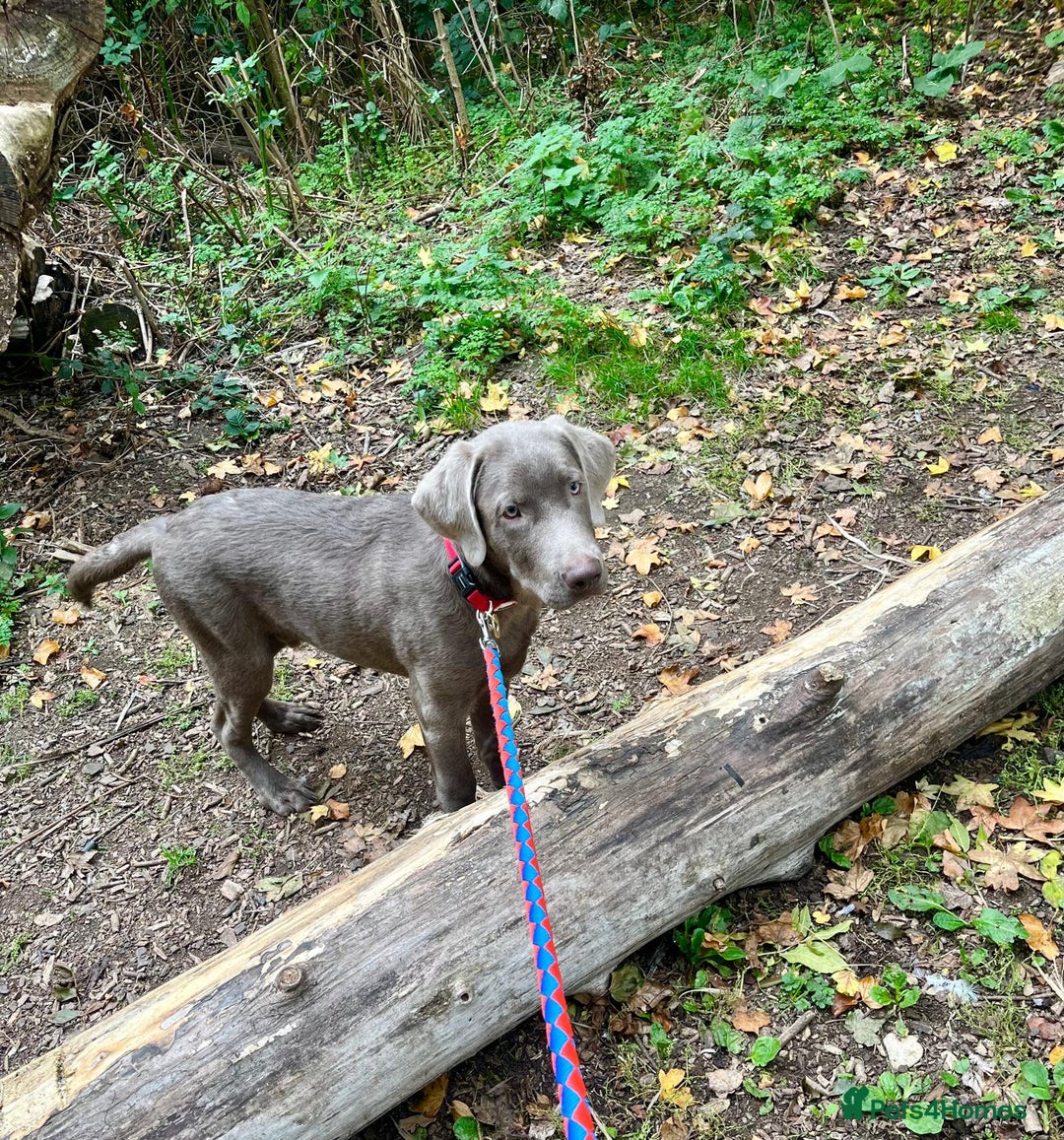 Labrador Retriever dogs for sale: Male labrador  - Image 1