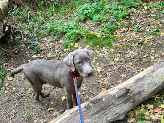 Labrador Retriever dogs for sale - Advert 1