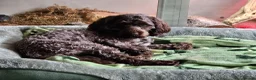 Sproodle dogs for sale: Sproodle puppies 2x brown males - Advert 1