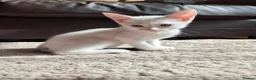 Mixed Breed cats for sale: 2 Beautiful Kittens LEFT!  - Advert 3