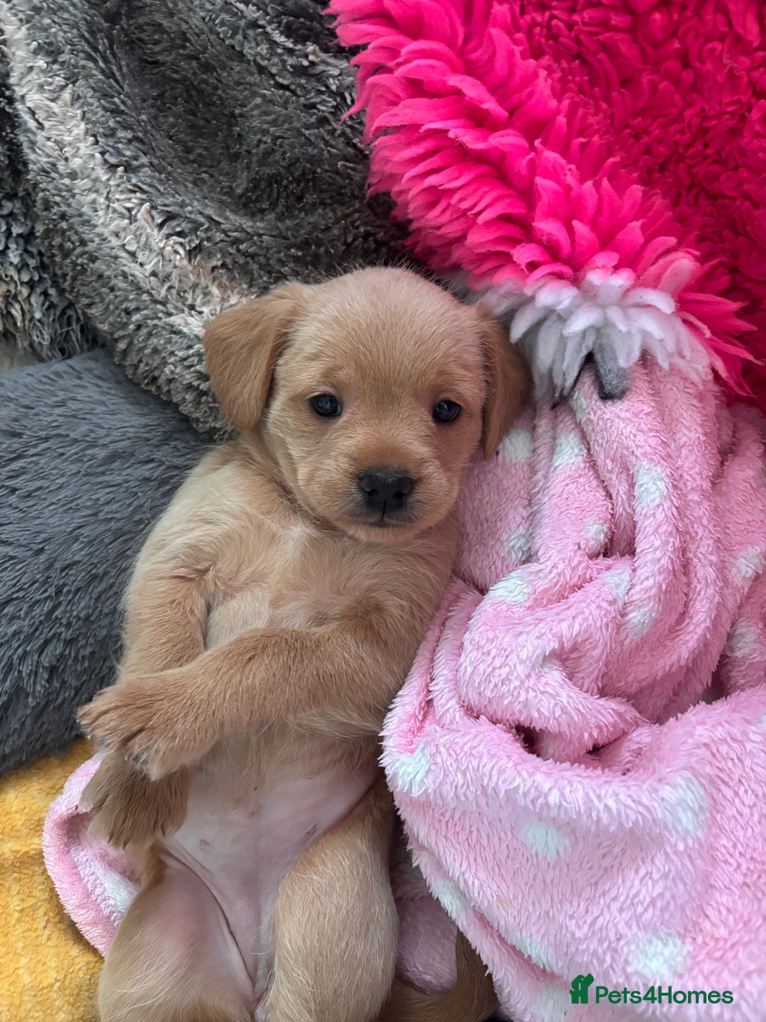 Mixed Breed dogs for sale:  Healthy Cavapoo x French Velvet Bulldog Puppies - Advert 12