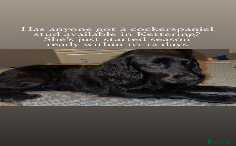 Cocker Spaniel dogs - Advert 1