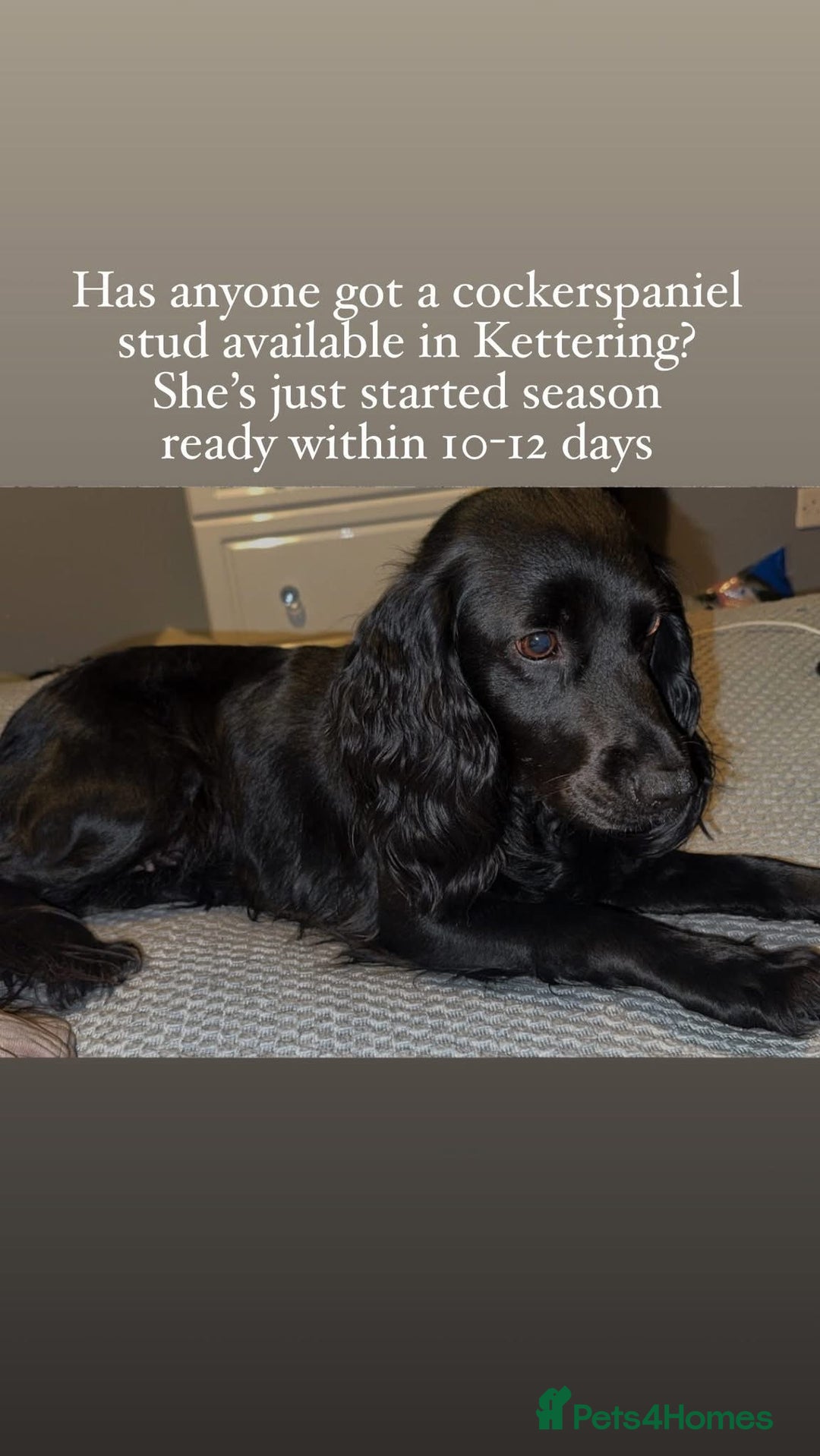 Cocker Spaniel dogs for stud: Looking for a cockerspaniel stud  - Image 1