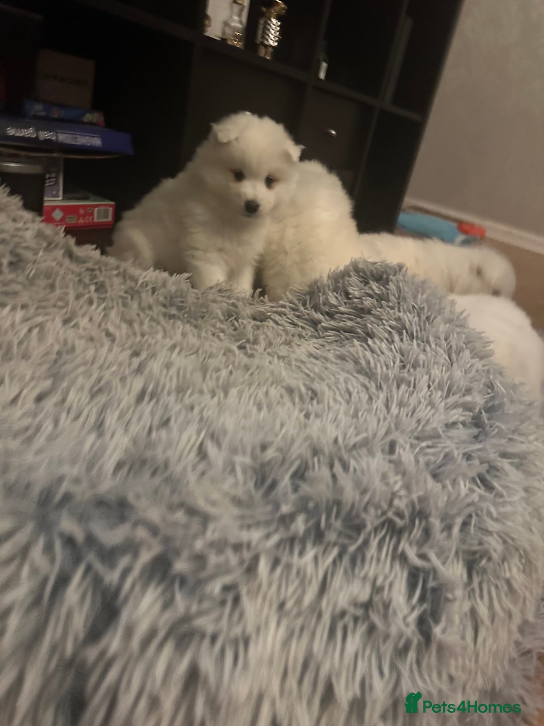 Samoyed dogs for sale: Adorable 6 Samoyed Puppies Waiting Forever Homes - Advert 8