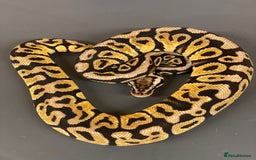Python Snake reptiles for sale: Ball Pythons for sale (Adults & Babies) - Image 9