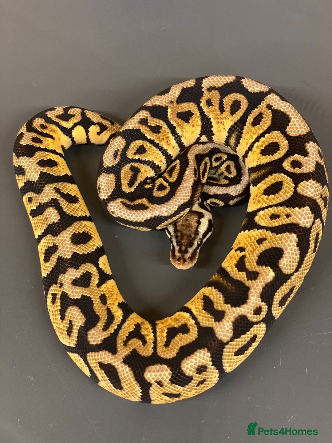 Python Snake reptiles for sale: Ball Pythons for sale (Adults & Babies) - Image 9