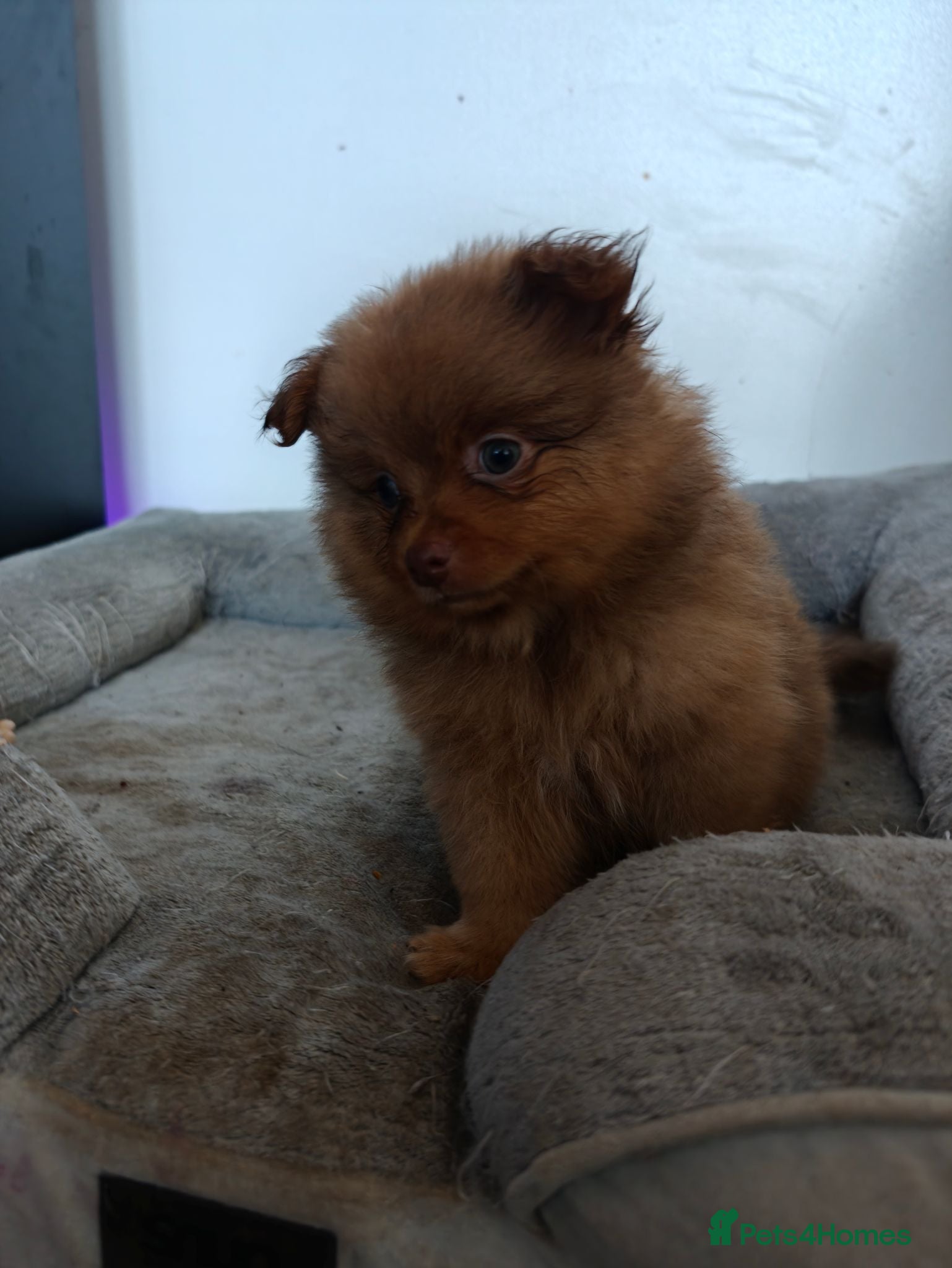 Pomeranian dogs 3 beautiful pomeranian  - Advert 18