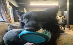 German Shepherd dogs for sale: GSD 2½ male - Image 2