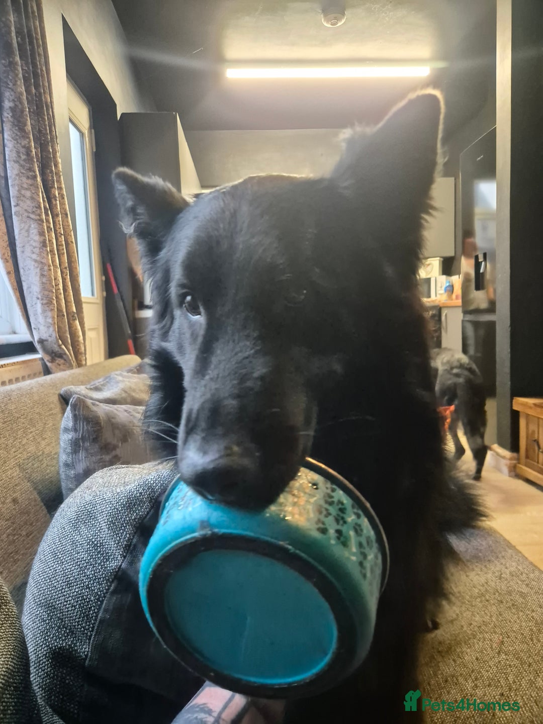 German Shepherd dogs for sale: GSD 2½ male - Image 2