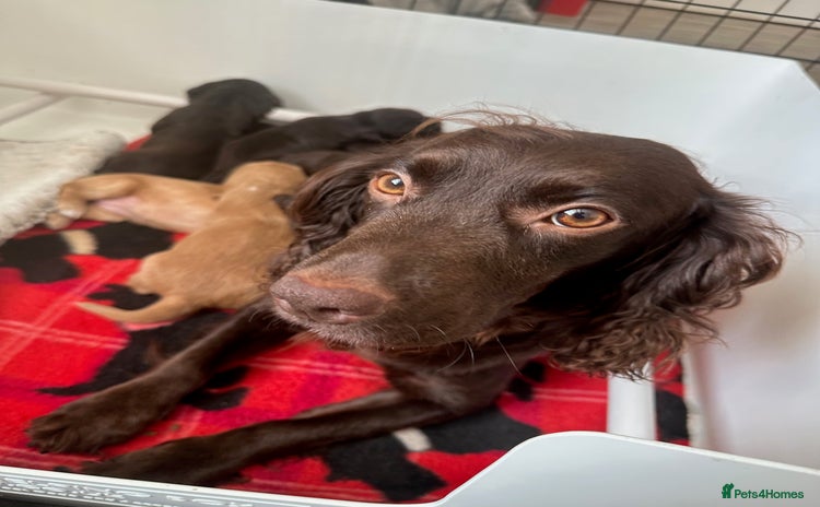 Cocker Spaniel dogs - Advert 6