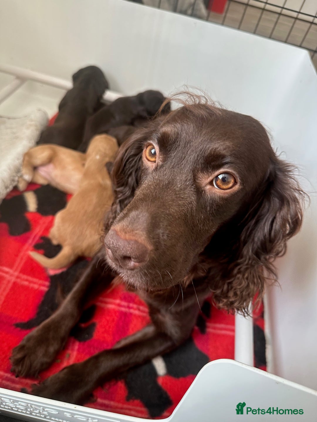 Cocker Spaniel dogs for sale: Beautiful Chocolate/Golden Working Cocker Spaniels - Image 1