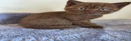 British Shorthair cats for sale: Chocolate BSH Female Kittens | TICA Registered - Advert 11