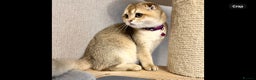 Scottish Fold cats for sale: Scottish Fold Kittens with TICA Registration - Advert 8