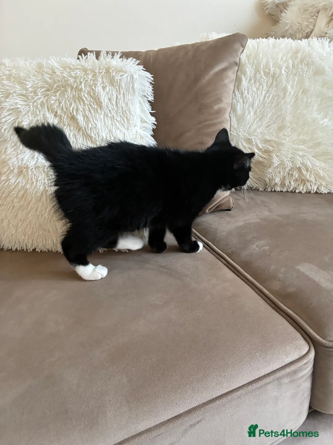 Mixed Breed cats for sale: two domestic kittens - Advert 7